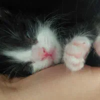 بچه گربه