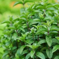 عرق نعنا درجه یک خالص عمده