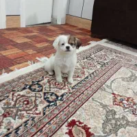 پاکوتای خرسی|سگ|گنبد کاووس, |دیوار