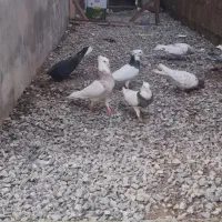 سلام  کبوتر ۵ عددش کلافه طوقی ۵ تا معمولی