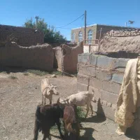 بزسانن|حیوانات مزرعه|تربت‌حیدریه, آغوی|دیوار