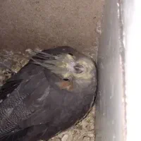 عروس هلندی جوجه سینامون