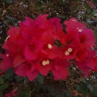 باغبانی گل وگیاه