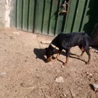 سگ دوبر من امریکایی|سگ|شاهین‌شهر, مسکن مهر|دیوار