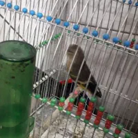 سهره قناری نر