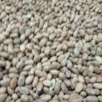 بادام زمینی محلی|خوردنی و آشامیدنی|مینودشت, |دیوار