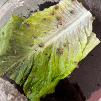 حلزون آچاتینا|خزنده|یزد, |دیوار