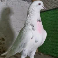چند عدد کفتر پرشی کبوتر|پرنده|ساری, |دیوار