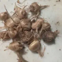 پیاز زعفران