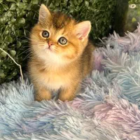 گربه پسر و دختر (شمیرانی کت)|گربه|کرج, گوهردشت|دیوار