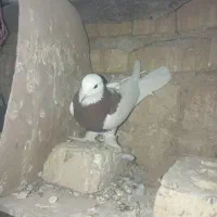 پرنده کفتر|پرنده|سلیمان, |دیوار