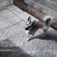 گمشده در شهرک ناز