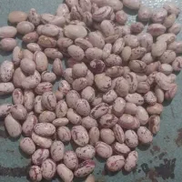 لوبیا چیتی یک تن و نیم|خوردنی و آشامیدنی|فولادشهر, فولادشهر|دیوار