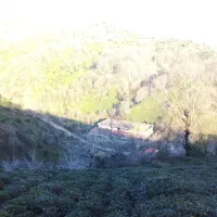 زمین باغی باویوی بینظیر در روستای توریستی سرچشمه|فروش زمین و ملک کلنگی|لاهیجان, لیل|دیوار