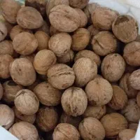 گردو