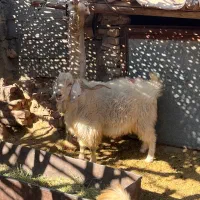 قوچ ونری|حیوانات مزرعه|سیرجان, |دیوار