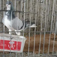 کبوتر دمگیر