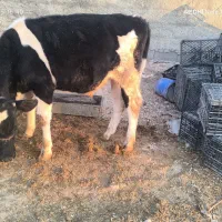 گوساله نر هلشتاین بهترین جنس گوشتی|حیوانات مزرعه|دهدشت, |دیوار