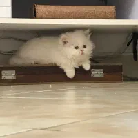 گربه
