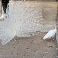 انواع نژاد طاووس|پرنده|تهران, دکتر هوشیار|دیوار