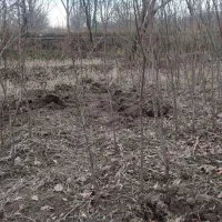 نهال بادام.زردآلو