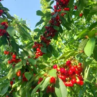 گیلاس تازه
