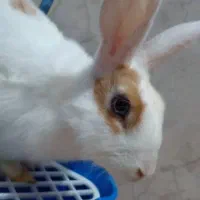 خرگوش نر ۴ماهه|موش و خرگوش|خرمشهر, |دیوار