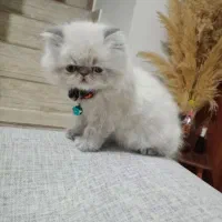 گربه پرشین نر|گربه|رشت, سعدی (تختی)|دیوار