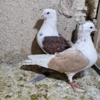 13عدد رنگه آس جفتگاه و پرش|پرنده|تربتحیدریه, فردوسی جنوبی|دیوار