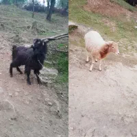 جفتش 22ملیون