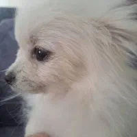 پامر روباهی فسقلی