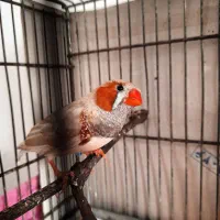 فنچ اروپایی کینگ|پرنده|رشت, لاکانی|دیوار