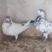 نرو ماده دهن جور|پرنده|کاشان, لتحر|دیوار