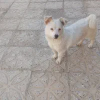 سگ پاکوتاه نژاد جک راسل