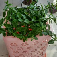 گل نازیخی