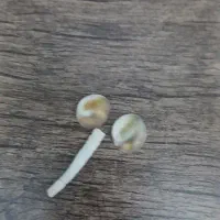 مهر سبز قوی جنگلی فروشی