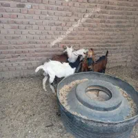 کهره آلپاین وسانا