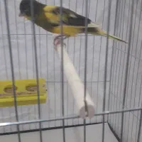 فروش انواع قناری نرهای مست مست|پرنده|بندر ماهشهر, |دیوار