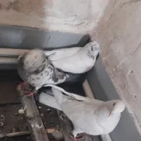 کبوتر و خرگوش