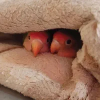 کوتوله برزیلی