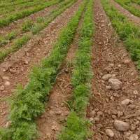 درخواست کارگر هویج چین