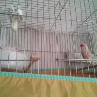 دوجفت قناری سرخ برفکی