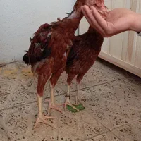 جوجه لاری|حیوانات مزرعه|ایلام, |دیوار