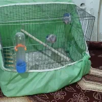 طوطی کوتوله