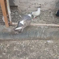 کلاغ دم دورنگ