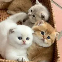 گربه  بریتیش سیلور|گربه|سهند, |دیوار