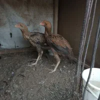 جوجه لاری برزیلی یا کوکو|حیوانات مزرعه|تربت‌حیدریه, بیمارستان رازی|دیوار