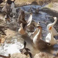 جوجه قو غاز لیندا وبوقلمون|حیوانات مزرعه|مشهد, شیرودی|دیوار