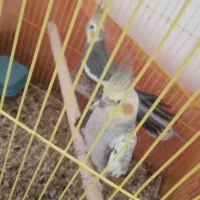 طوطی عروس|پرنده|رشت, عینک|دیوار
