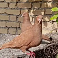 کبوتر زرد|پرنده|کازرون, |دیوار